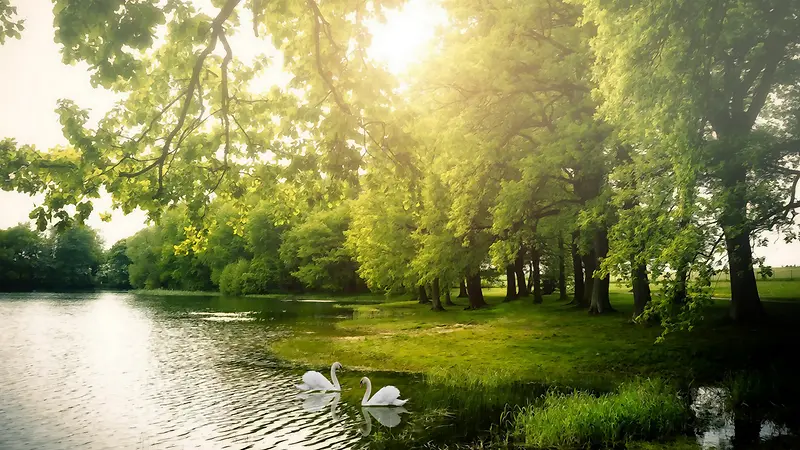 阳光湖边的大树天鹅