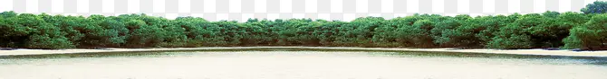 湖面上的树海报背景