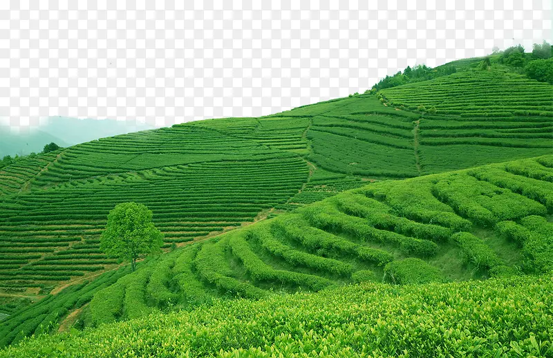 山茶，茶叶，山
