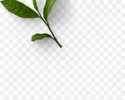 手绘绿色茶叶植物装饰