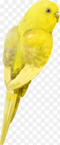 手绘黄色可爱小鸟