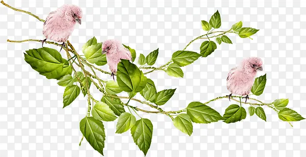 手绘粉色小鸟植物树叶