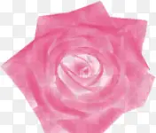 粉色盛放玫瑰花苞七夕