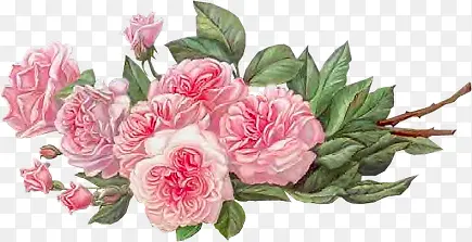 粉红花朵花枝绿叶手绘