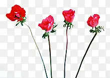 红色路边装饰花朵花苞