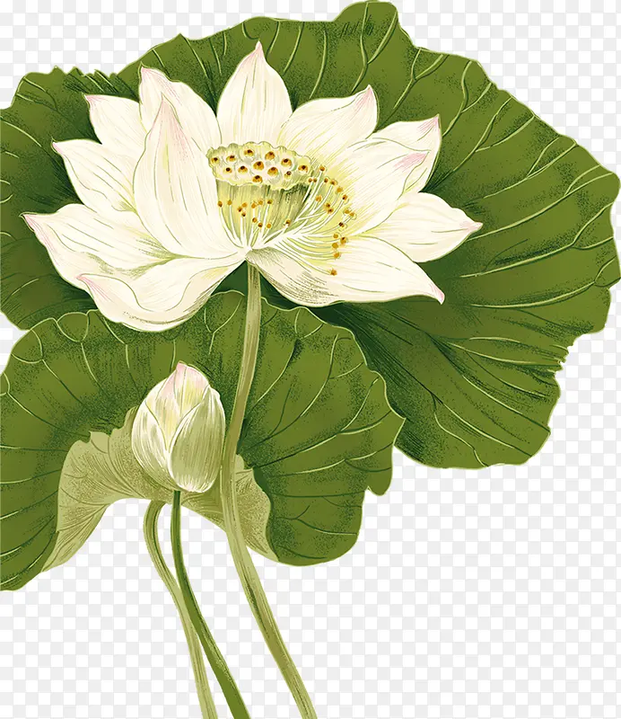 中秋节手绘绿叶白色莲花