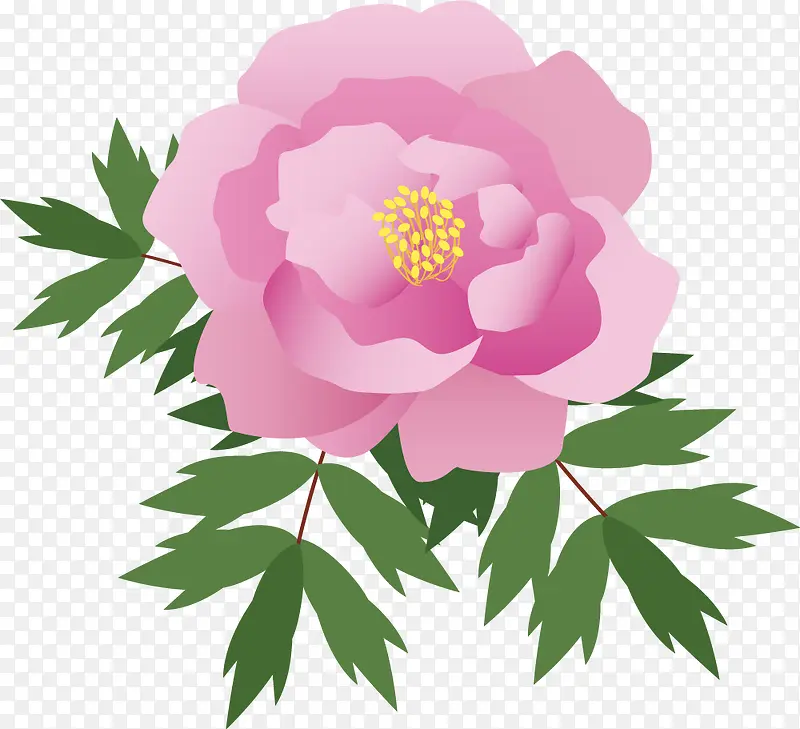 粉色牡丹花朵手绘