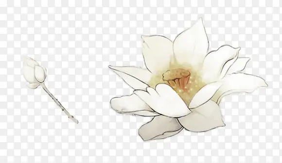 水彩荷花 花苞
