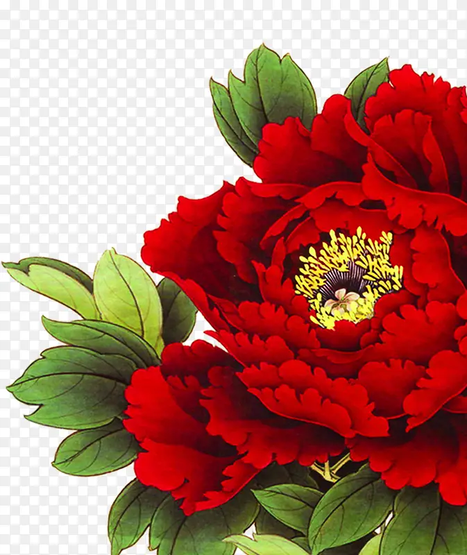 红色国花牡丹花朵