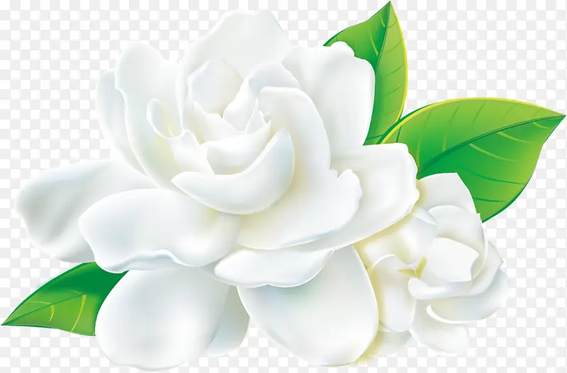 白色牡丹花卉