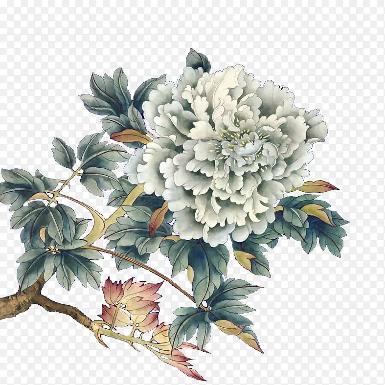 白色牡丹花手绘