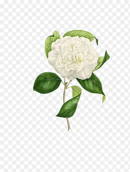 绿叶白色牡丹花