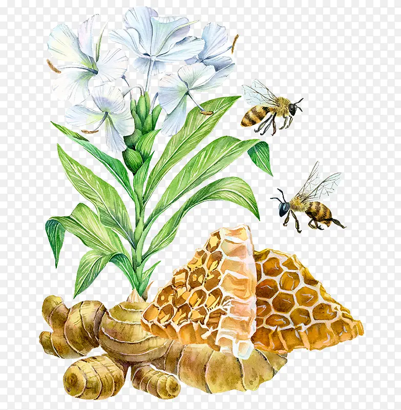 手绘三药花和蜜蜂