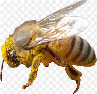 效果海报活动蜜蜂效果