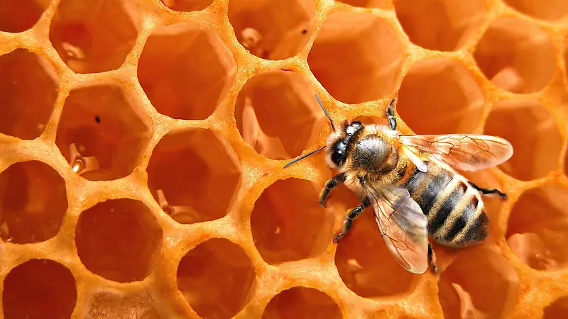 黄色蜜蜂蜂巢活力
