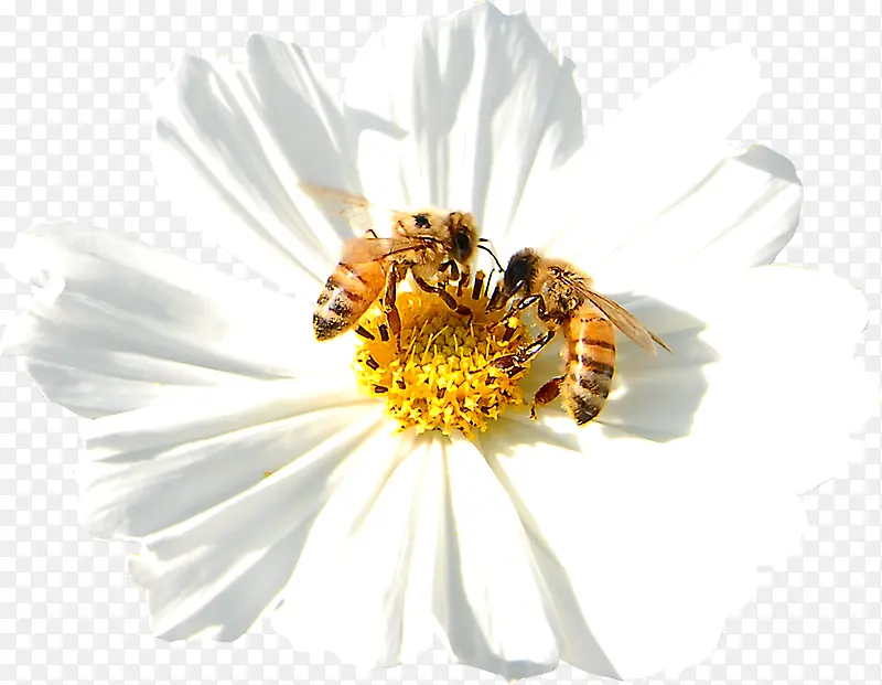 春季白色雏菊蜜蜂