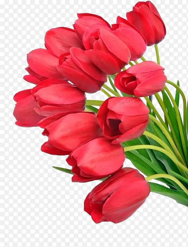 红色郁金香节日花朵