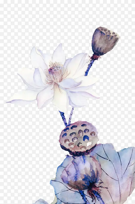 免抠透明莲子白莲花
