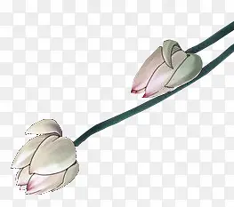 手绘文艺白色莲花