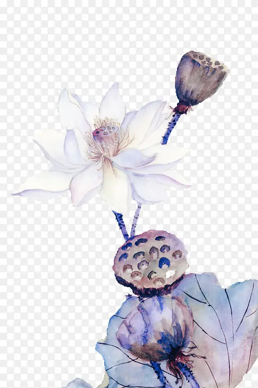 白色莲花莲蓬彩绘植物