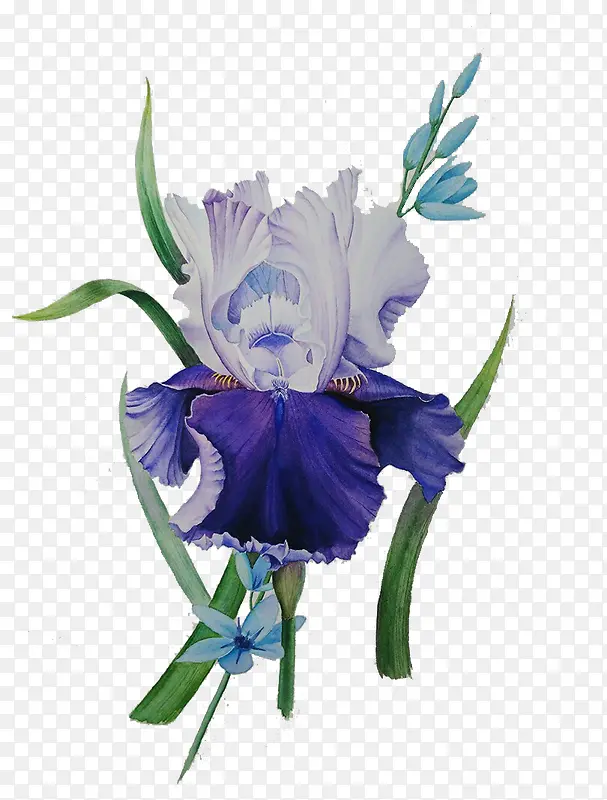 鸢尾花小清新手绘素材