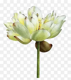 白色荷花手绘