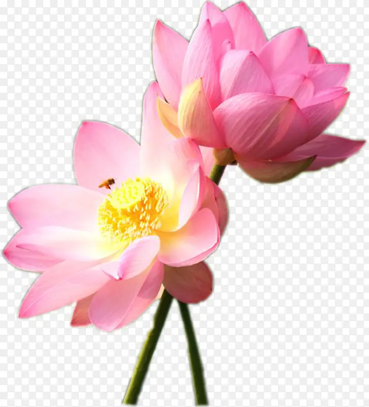 绘画粉色荷花海报