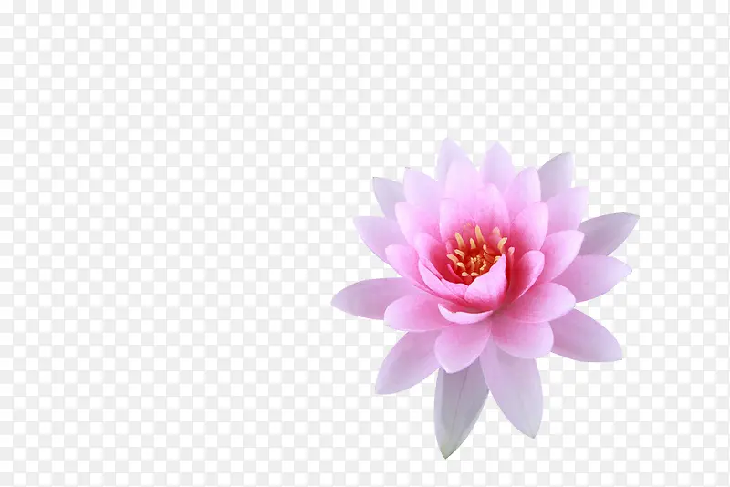 手绘粉色荷花海报