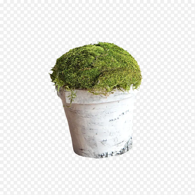 水桶小草