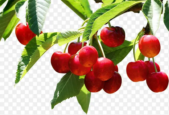 红色樱桃水果植物