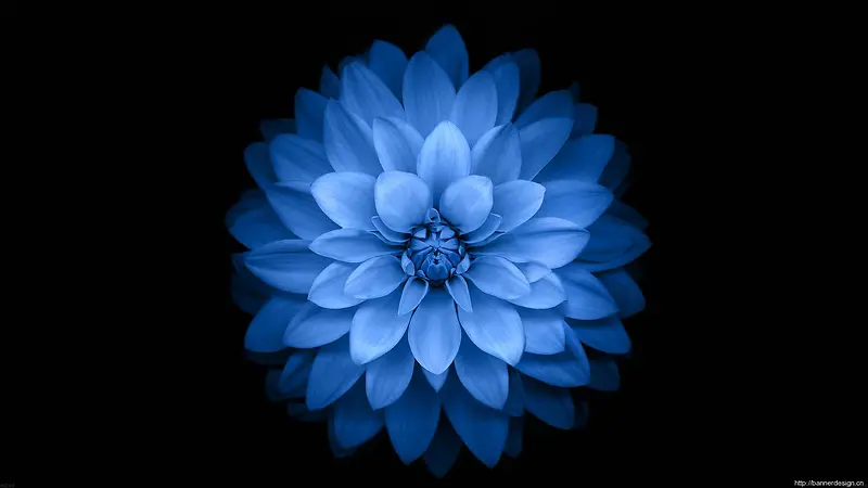 美丽绽放的蓝色花