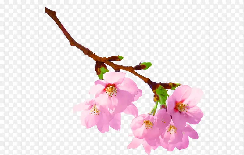 桃花
