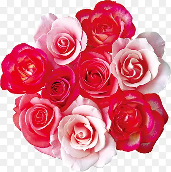 红色粉色玫瑰花束