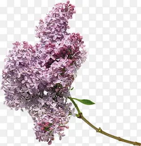 茂密紫色花束