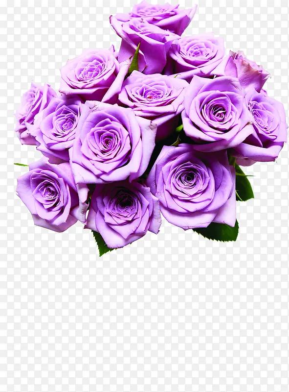 紫色玫瑰花束医疗
