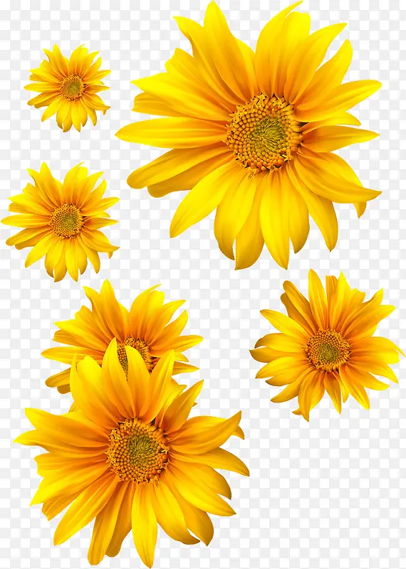 5朵黄色向日葵