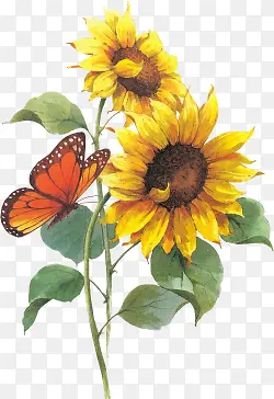 手绘黄色向日葵蝴蝶