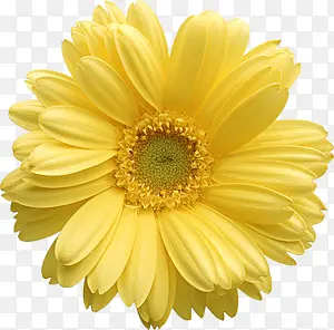 黄色向日葵黄色花蕊