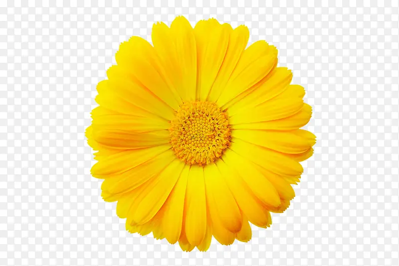 黄色的向日葵素材图片