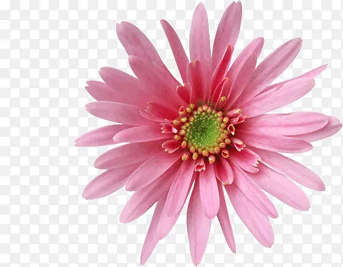 粉色的菊花