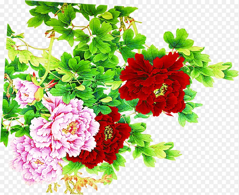 五月五端午节红色菊花