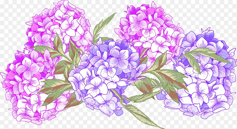 手绘紫蓝菊花