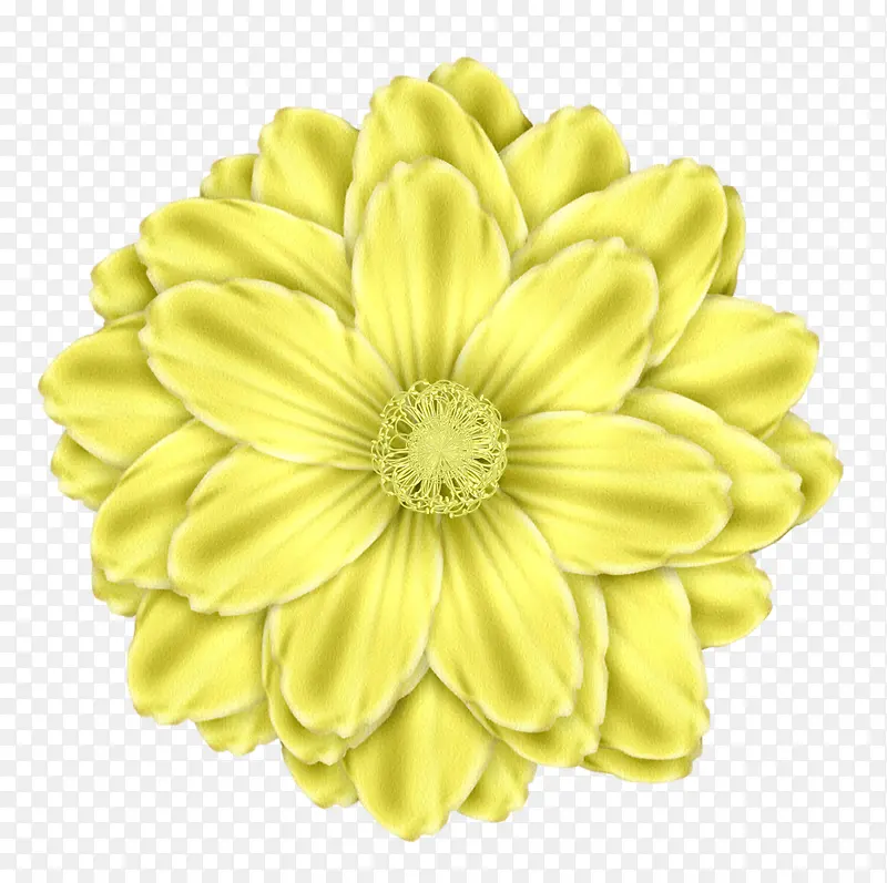 手绘菊花