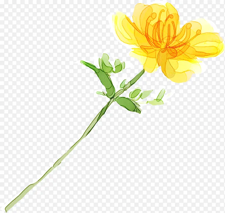 手绘黄色重阳菊花