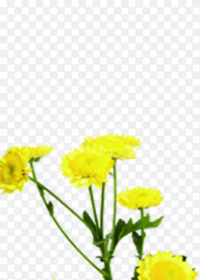 部分黄色菊花图片