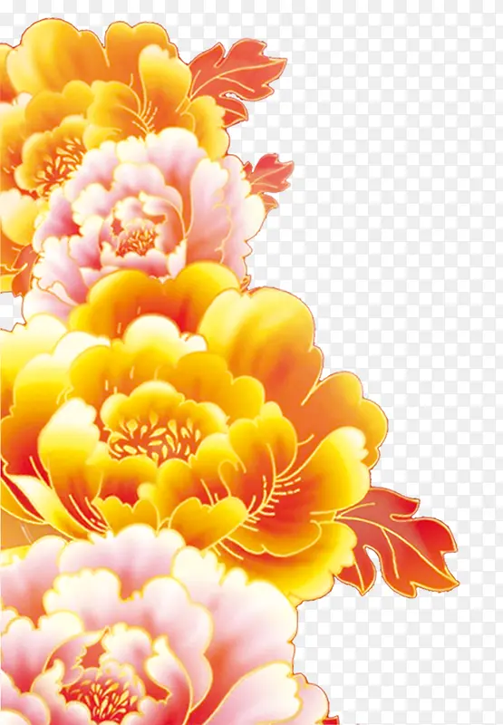 粉色黄色菊花图片