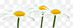 白色唯美手绘小花