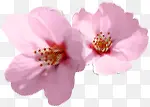 植物粉色花朵清新桃花