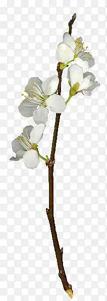 桃花白色桃花树枝植物