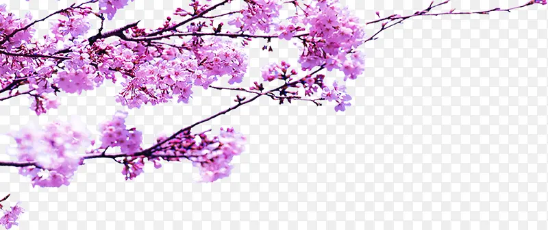 春季粉色桃花树枝